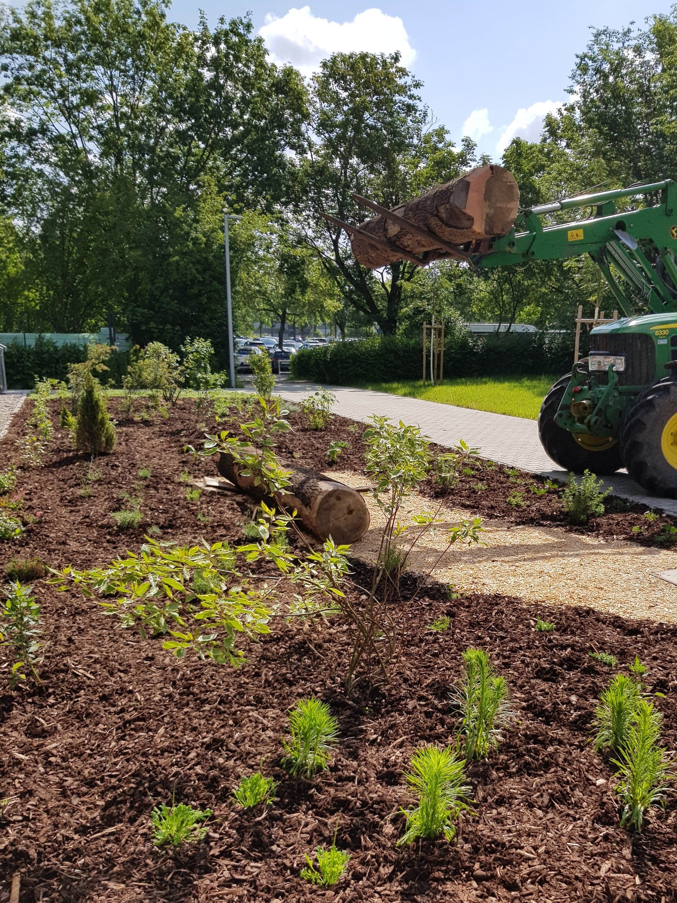 A newly planted area with young shrubs and perennials along a path in a leafy park setting